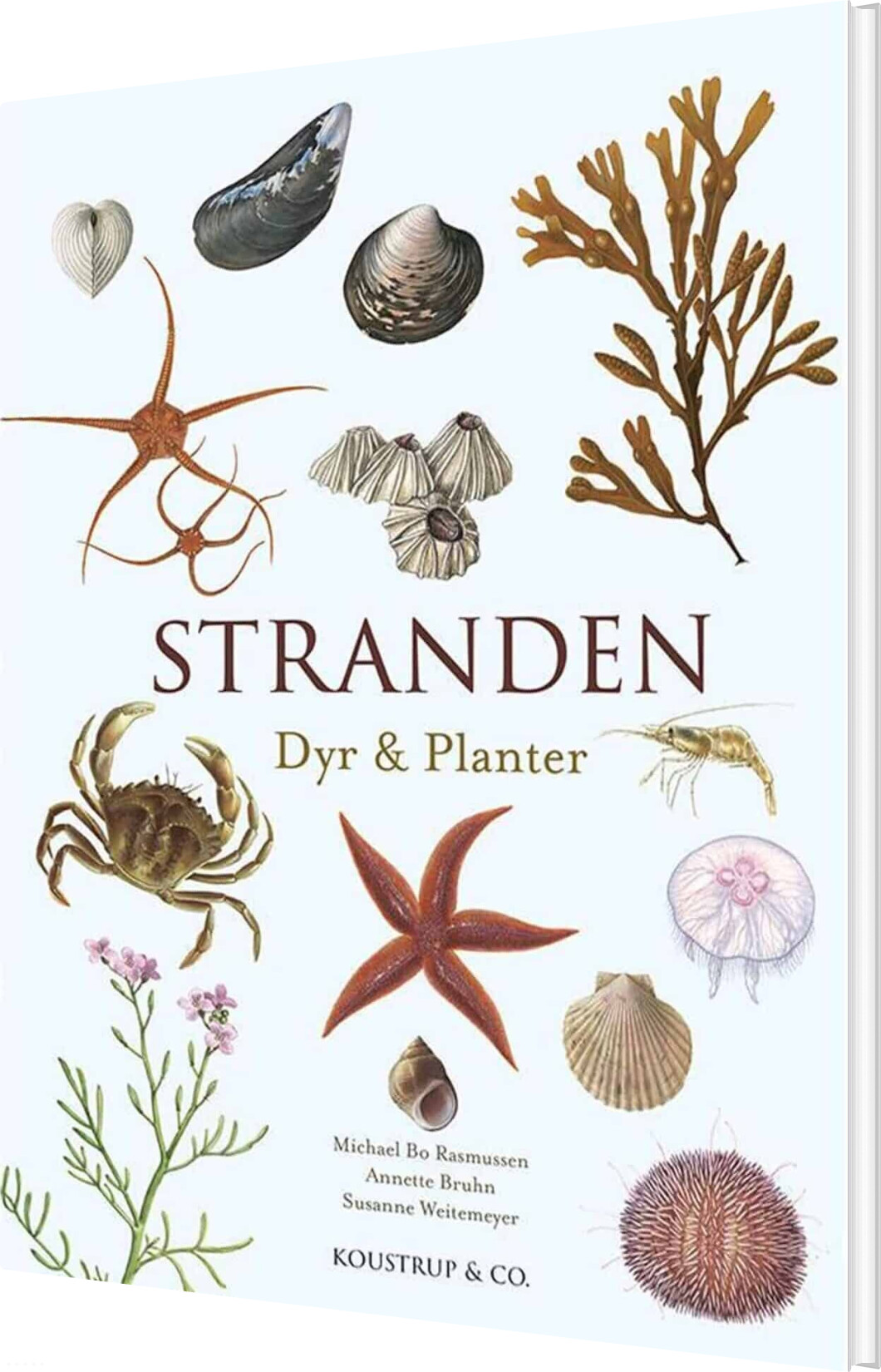 Stranden   Michael Bo Rasmussen   Bog