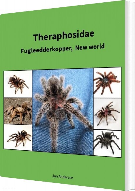 Theraphosidae Jan Andersen Bog